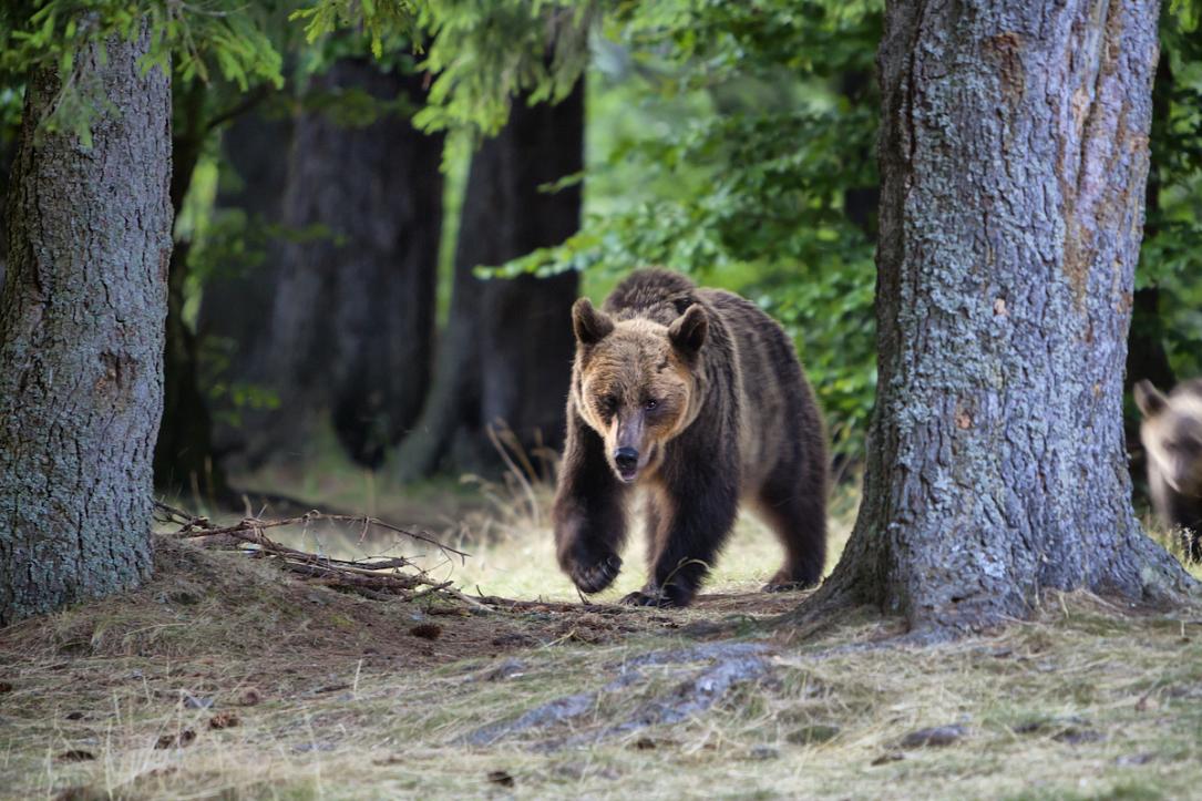 bear-hunting-in-europe