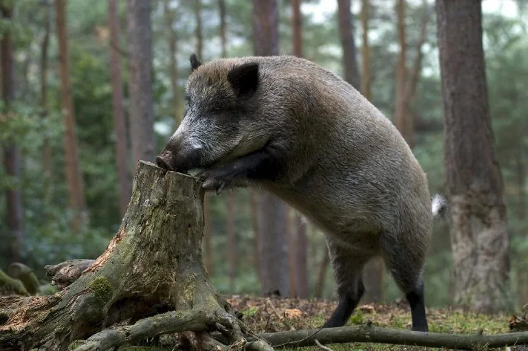 boar hunting russia