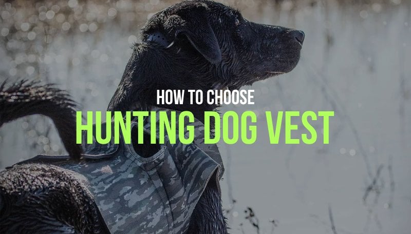 Hunting dog hotsell flotation vest