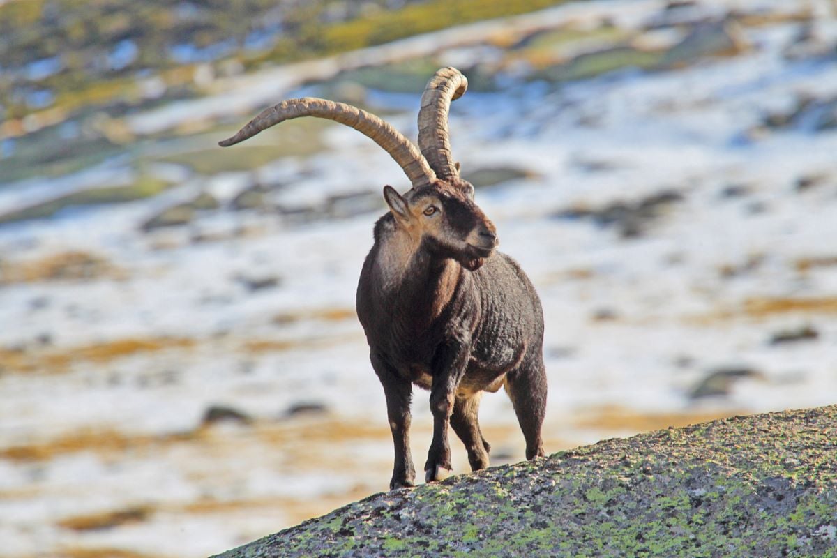 iberian-ibex-hunting-in-europe