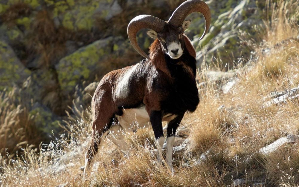 mouflon-hunting-in-europe