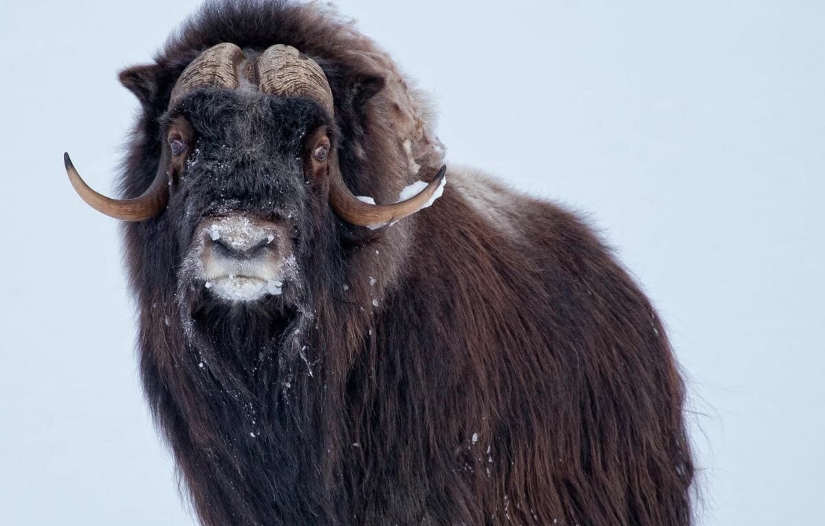 muskox-hunting-in-europe