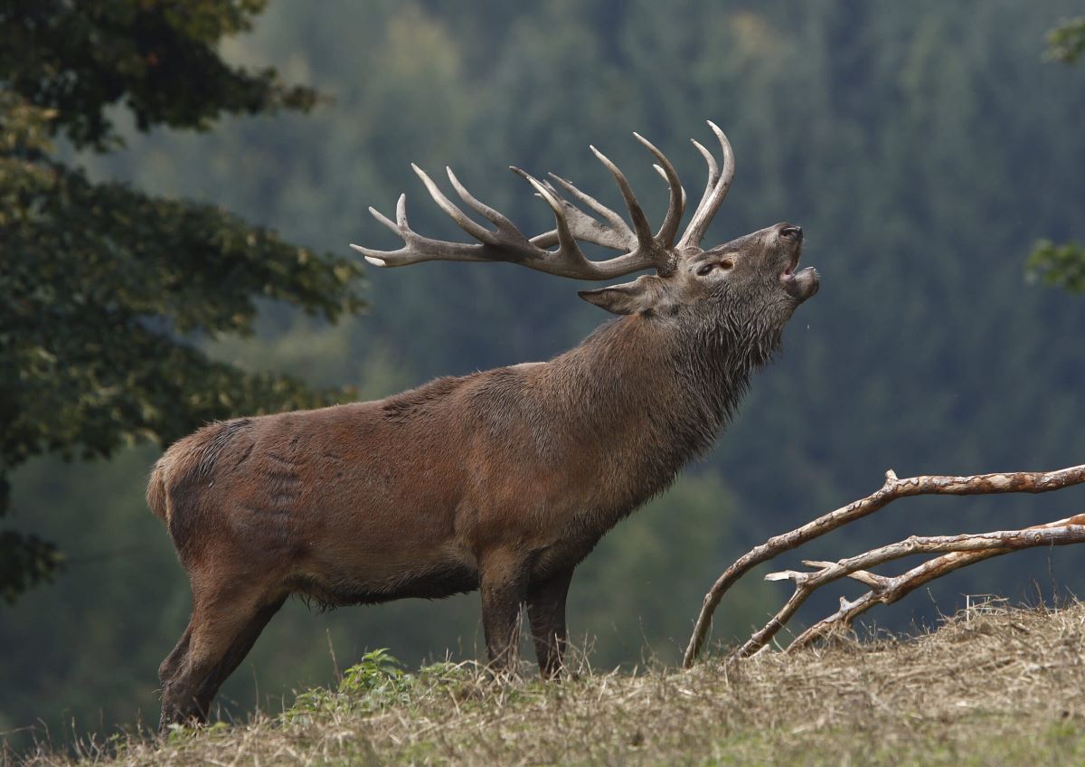 red-deer-hunting-in-europe