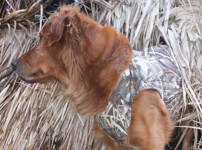 Cold weather dog hot sale hunting vest