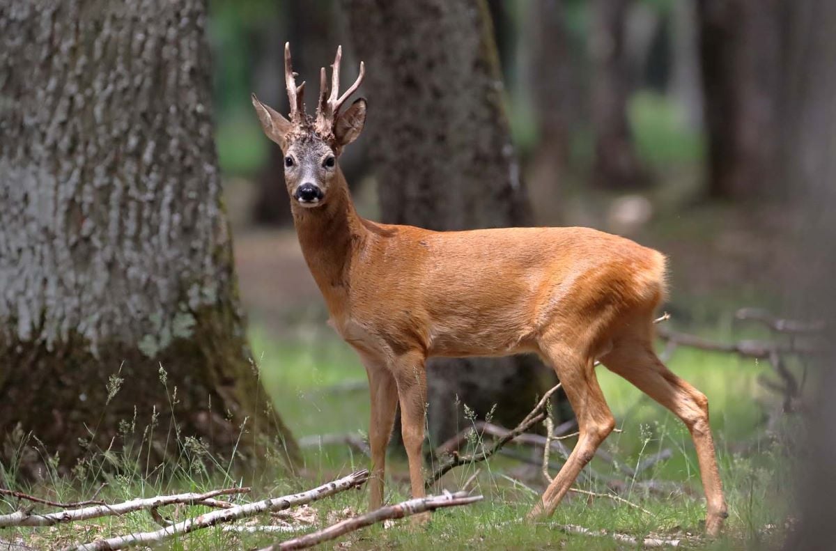 roe-deer-hunting-in-europe