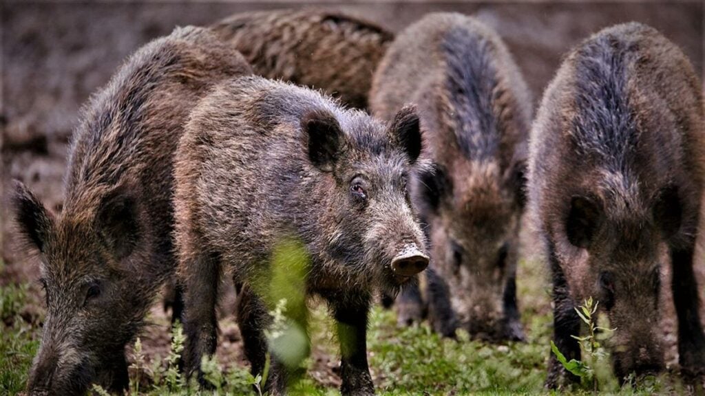 A Hunter's Guide to Cooking Wild Boar