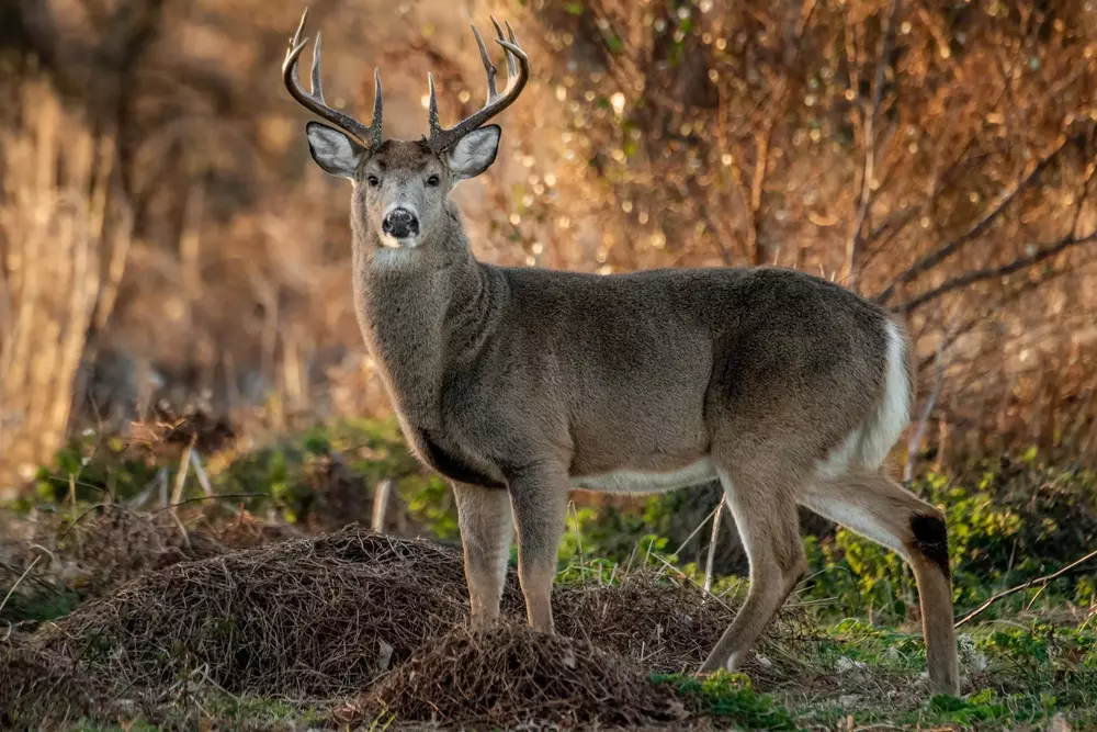 Alabama Deer Hunting