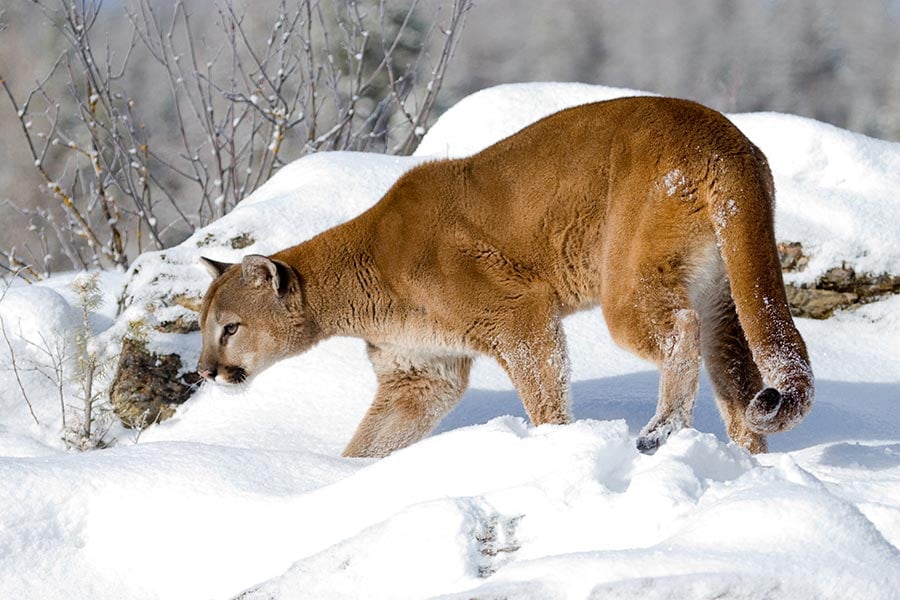 cougar-winter-hunting
