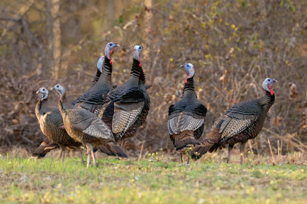 turkey-flock
