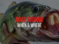 Bass Fishing “When & Where”: Best States, Spots, Seasons [Guide]