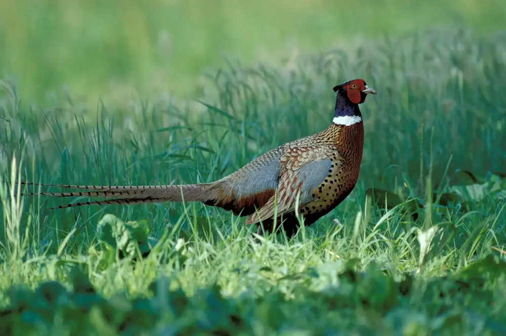 Pheasant hunting indiana