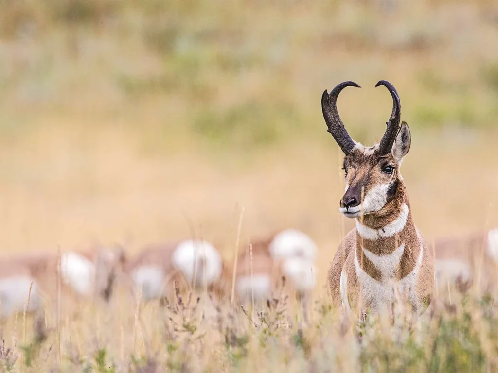 antelope hunting oklahoma