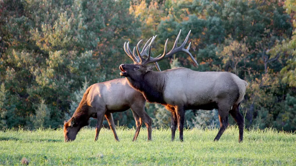 Elk hunting in Oklahoma