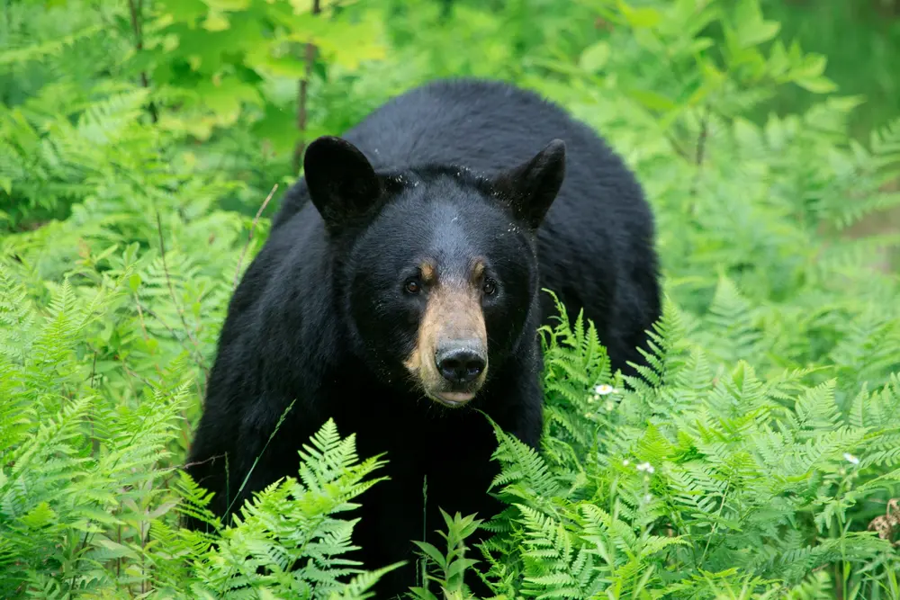 black bear hunting wisconsin