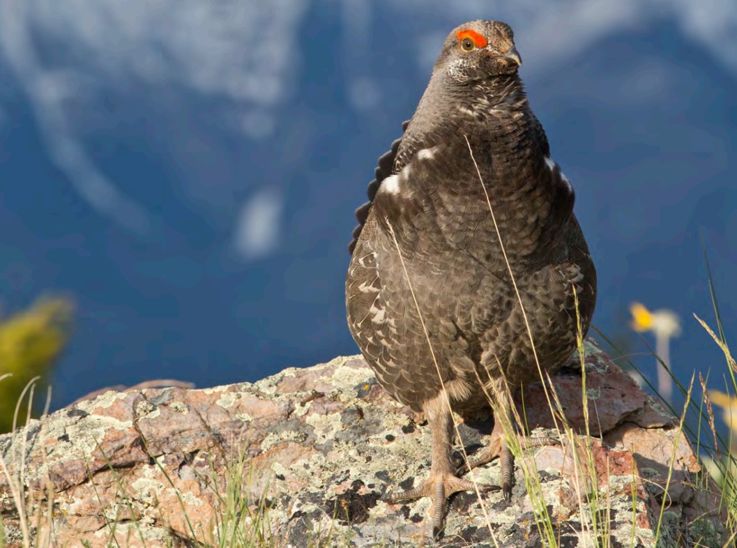 Colorado Hunting Seasons 2024-2025 [Guide]