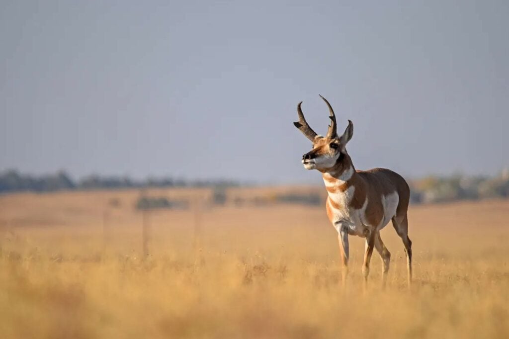 colorado-big-game-hunting-pronghorn