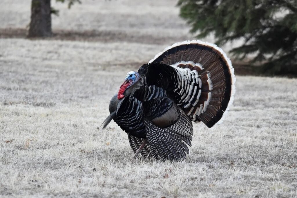 colorado-turkey-hunting