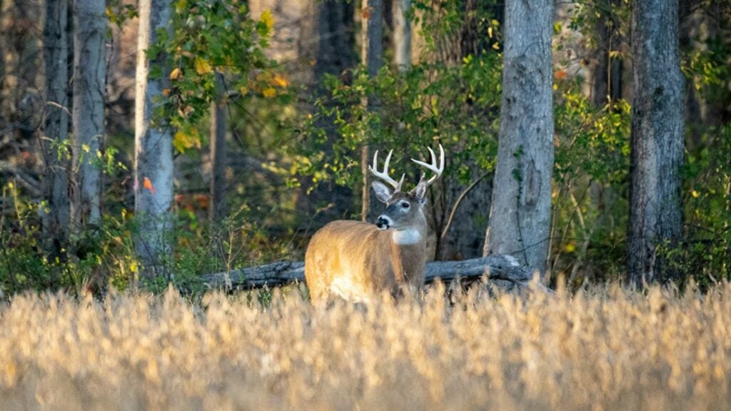 deer-hunting-in-ky