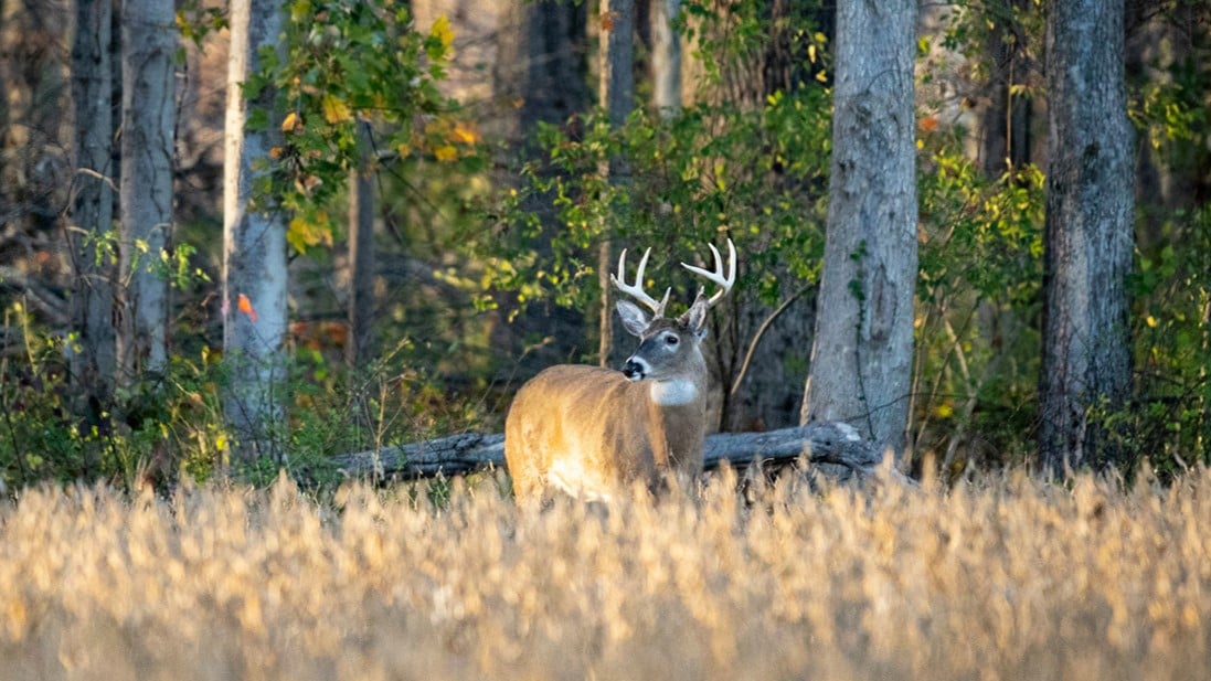 Kentucky Deer Season 2024 22 Dale Kristin