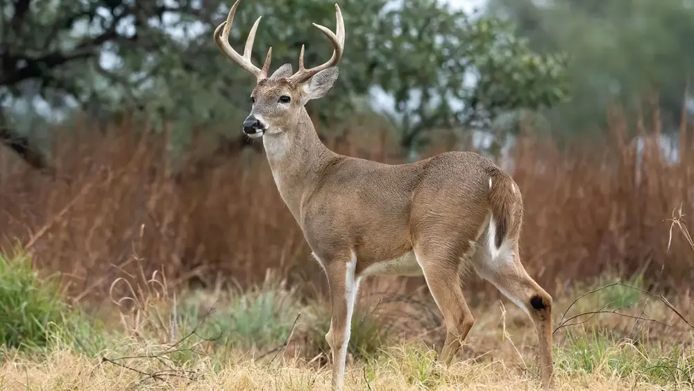 deer hunting wisconsin