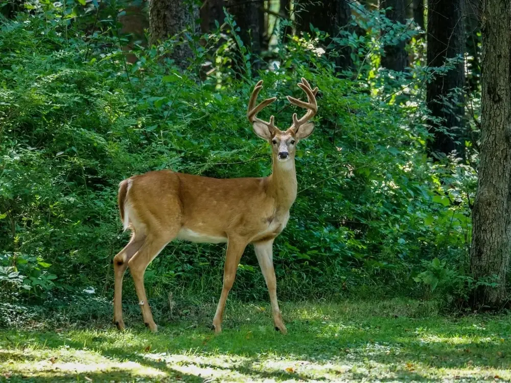 deer hunting oklahoma