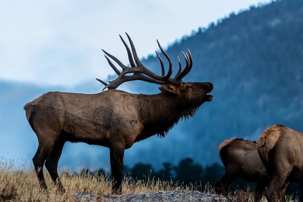 elk hunting wisconsin