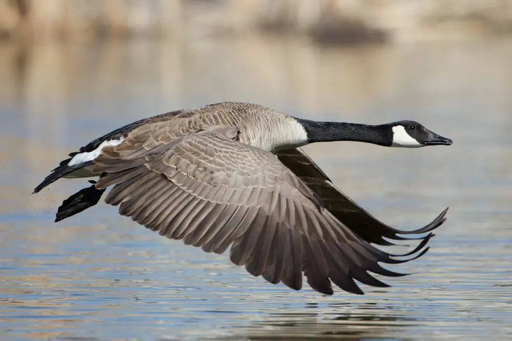 goose hunting wisconsin