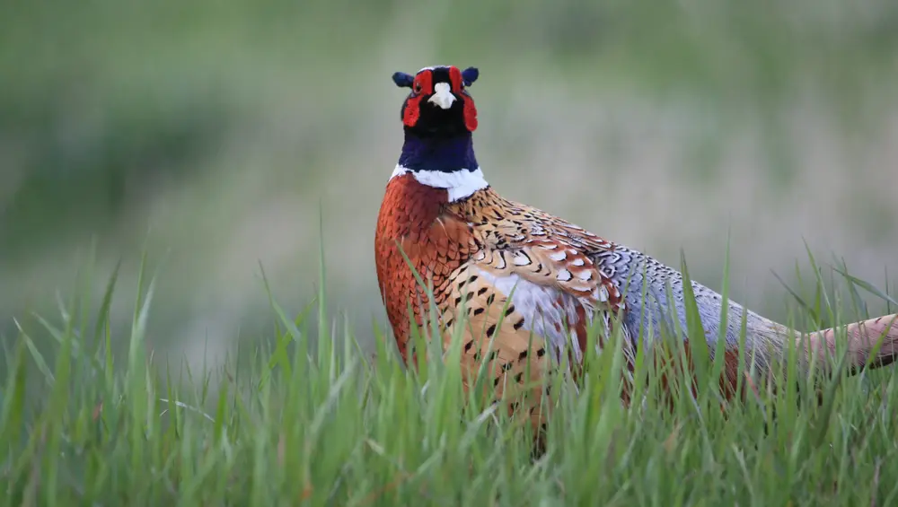 pheasant hunting wisconsin