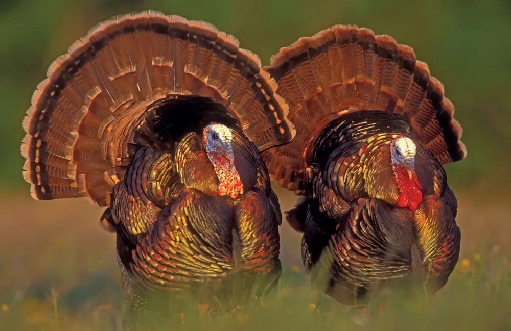 turkey hunting wisconsin