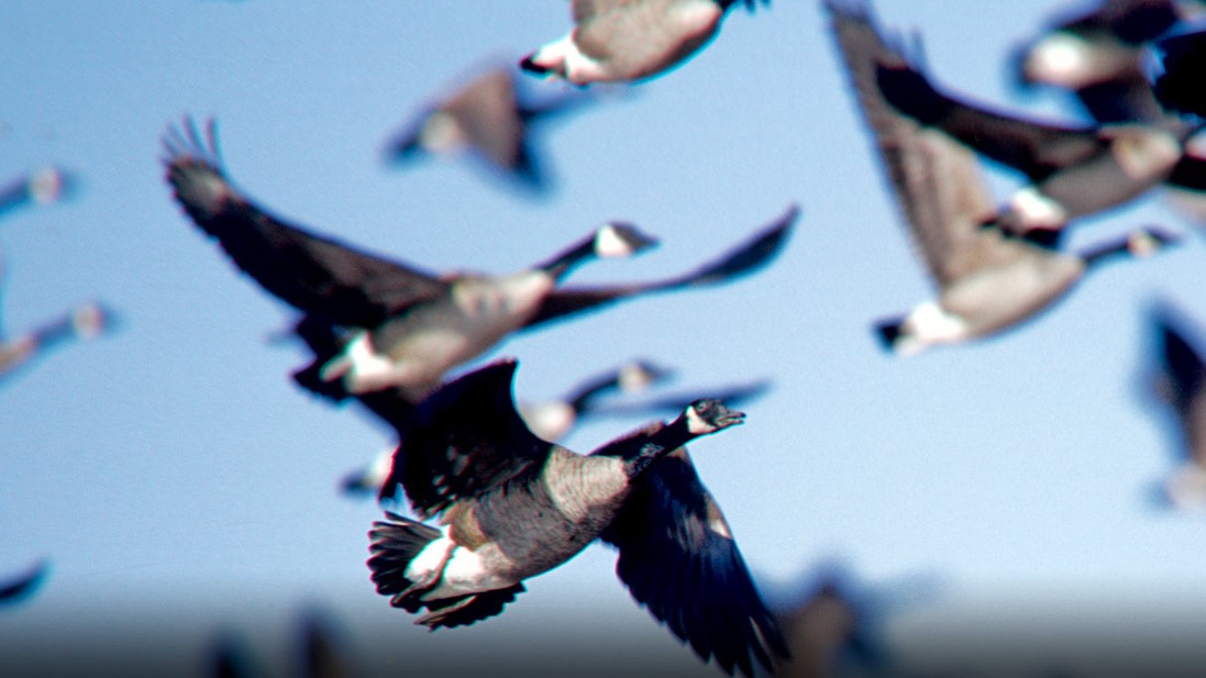 KY Hunting Seasons 202425 Dates, Regulations, and Gear