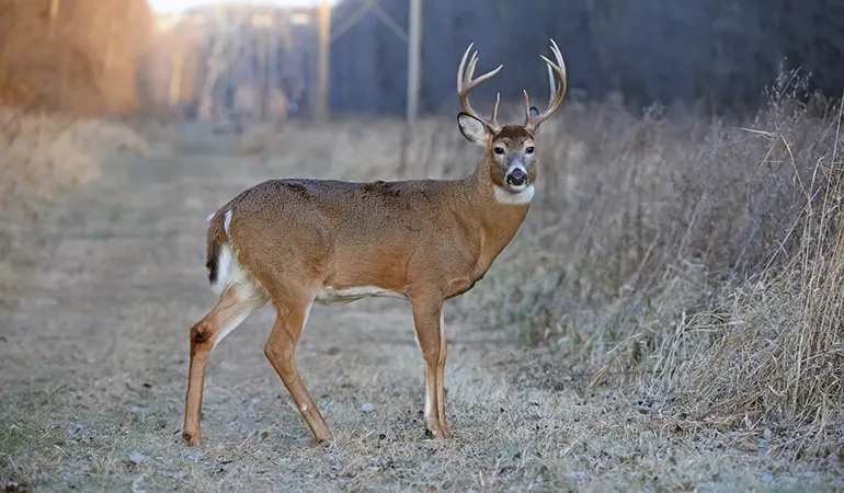 deer wisconsin