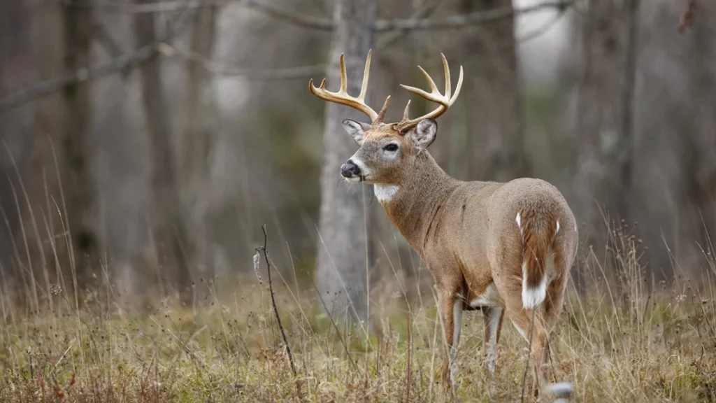 tennessee-deer-hunting