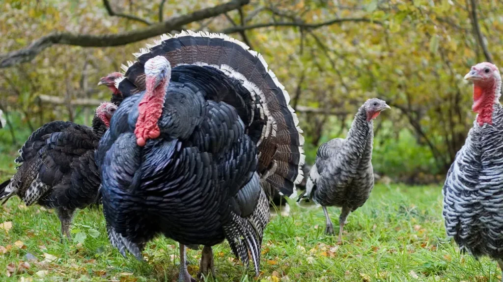 tennessee-turkey-hunting