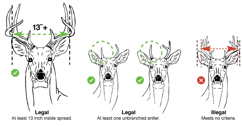 antler restrictions diagram for whitetailed deer