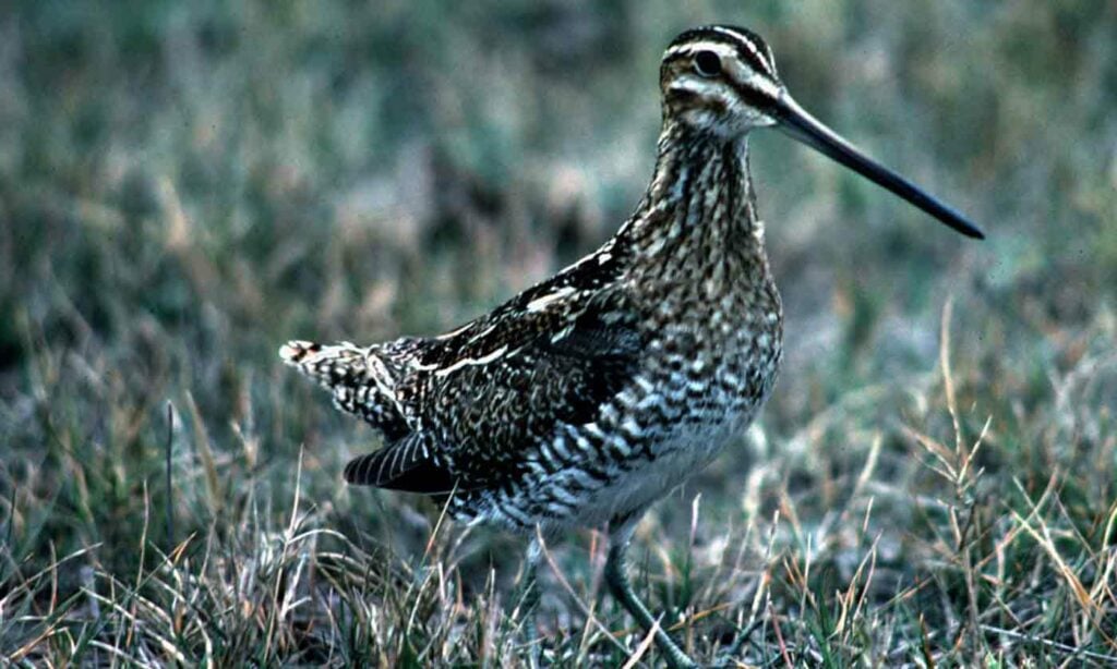 common snipe