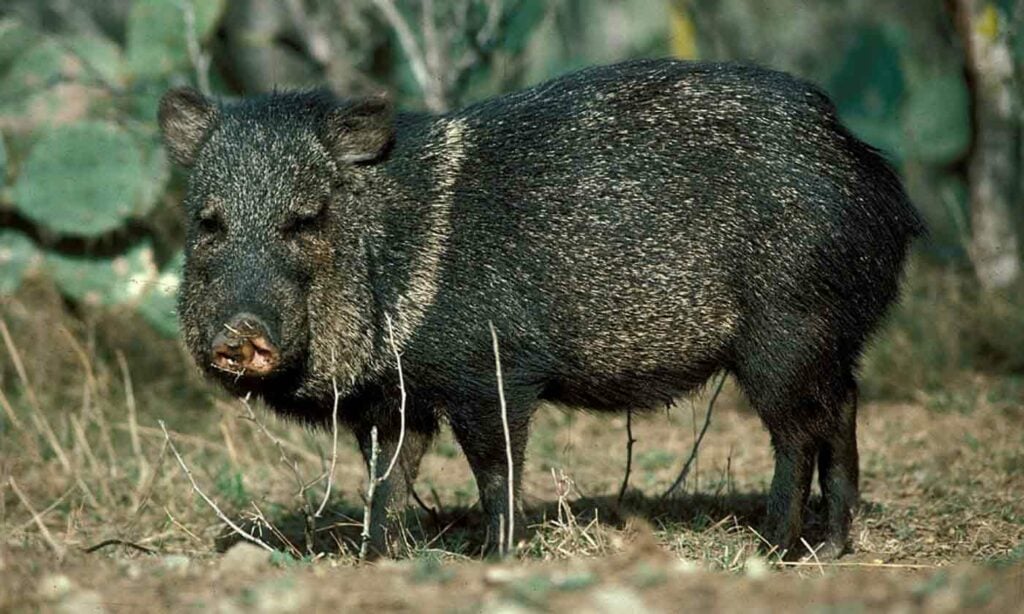 javelina in texas