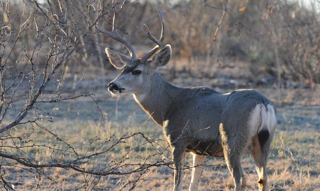 mule deer in texas