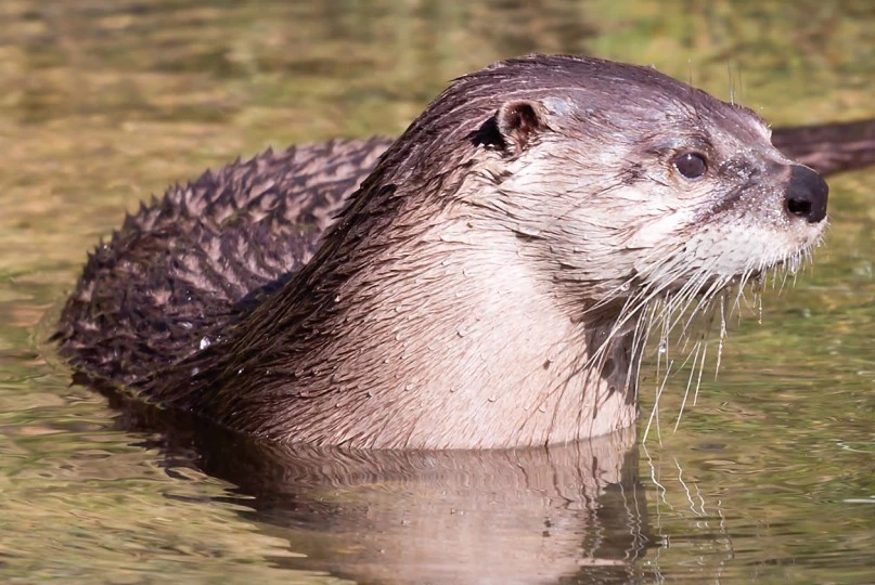 otter