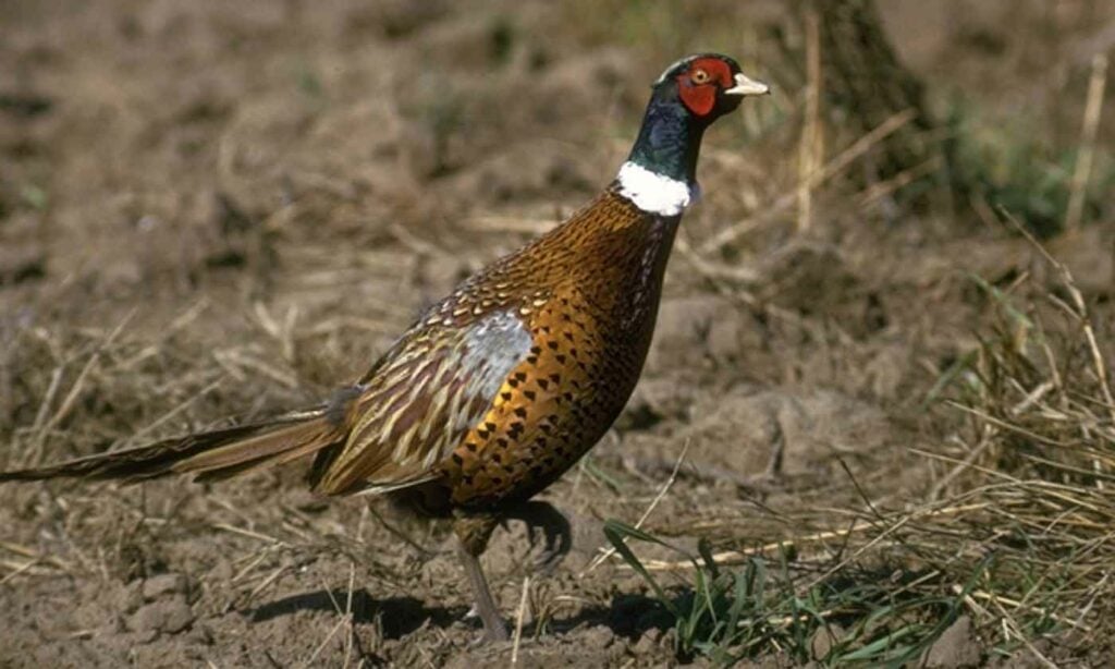 NYS Hunting Season 2025-26: Dates, Regulations, Licenses