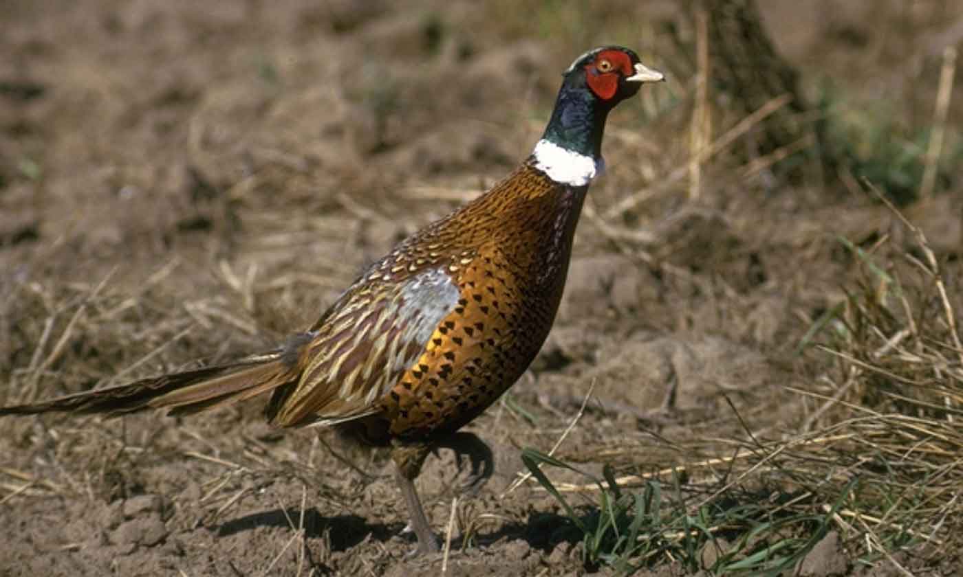 pheasant in texas