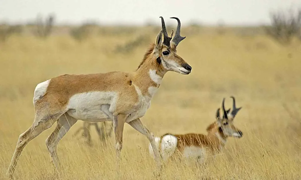 pronghorn in texas