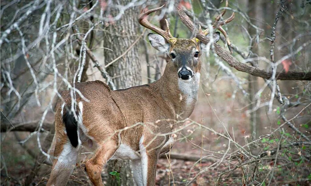 whitetailed deer in texas