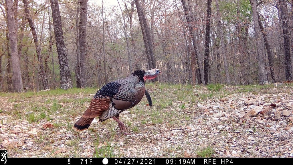 turkey hunting scouting trail camera