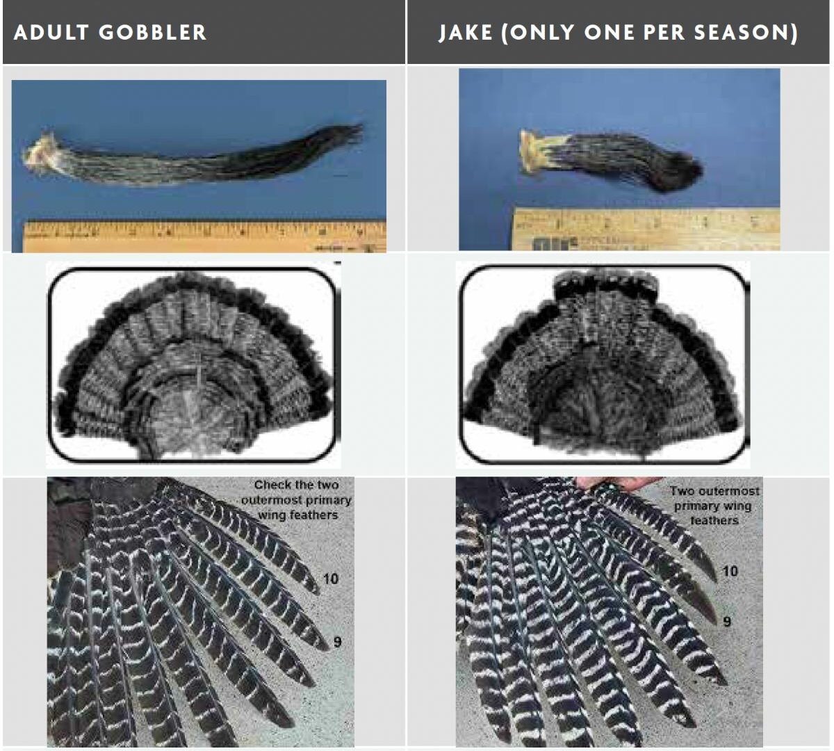 Identifying Adult Gobbler Tennessee hunting